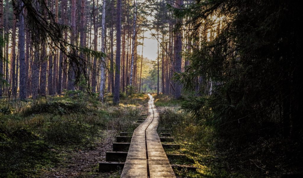 A lush forest scene with sunlight shining through the trees. There is a long, narrow pathway running through the middle of the image.