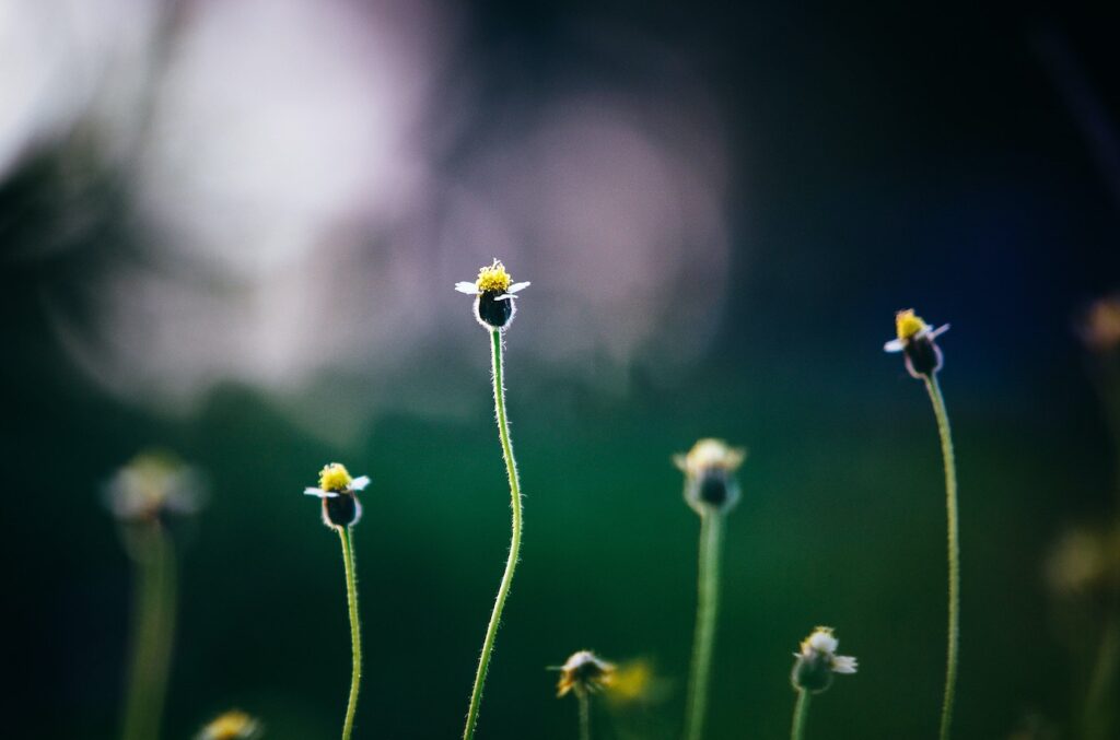 A set of small budding flower stems lies in front of a dark indigo blue sky.