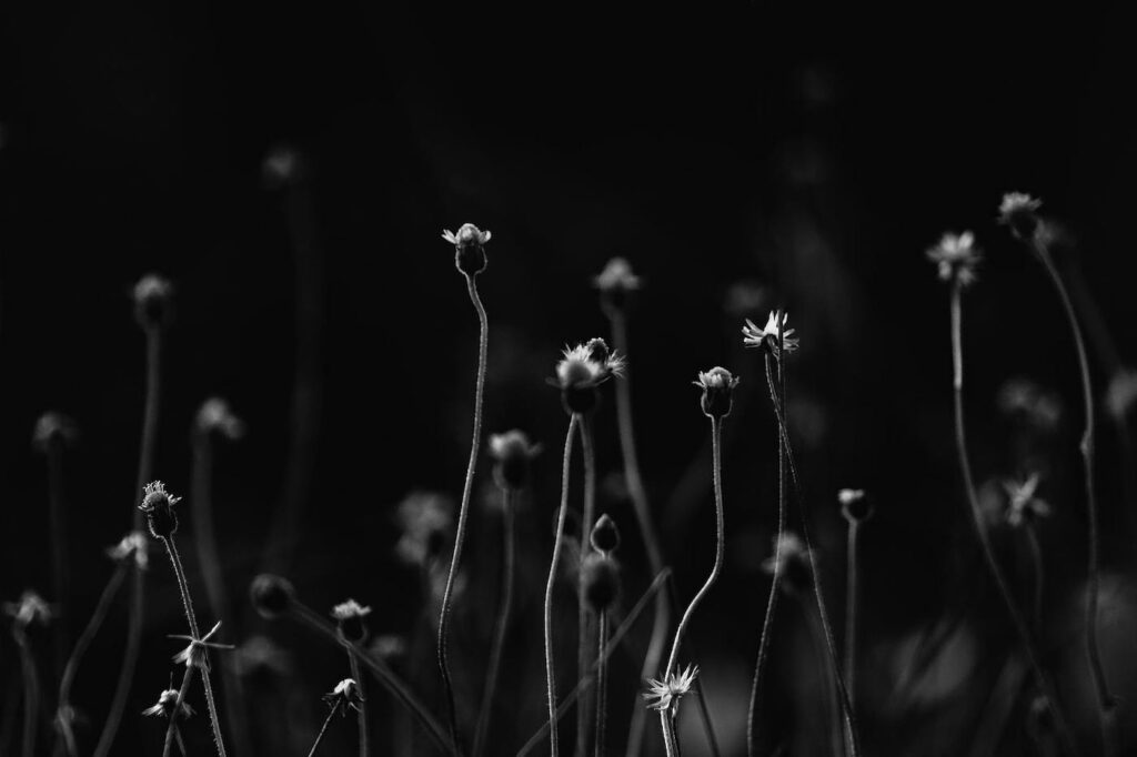 A close up shot off a dark patch of grass, with a bunch of small weeds starting to bloom into white flowers.